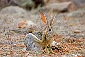 Martin Grosnick: Scrub Hare
