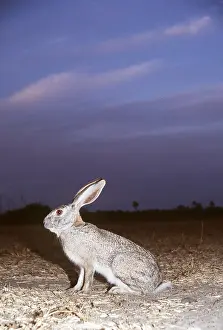 Hares: SCRUB HARE - in field at night