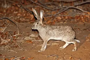 Saxatilis: Scrub Hare - at night