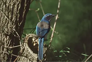 Corvids: SCRUB JAY