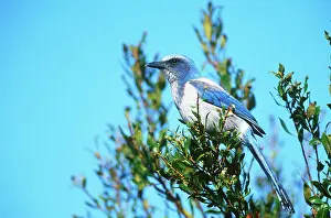 Aphelocoma: Scrub Jay (Aphelocoma coerulescens)