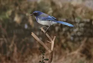 Scrub: SCRUB JAY - perching on branch