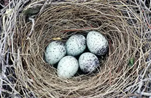 Aphelocoma: Scrub Jay's Nest