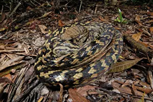Pythonidae: Scrub Python