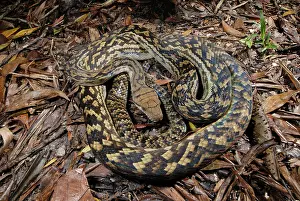 Pythonidae: Scrub Python