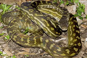 Morelia: Scrub Python