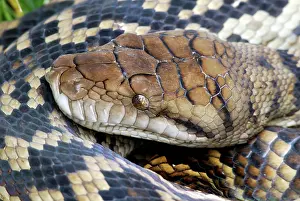 Morelia: Scrub Python