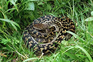 Morelia: Scrub Python