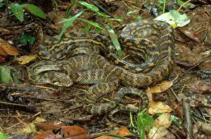 Pythons: Scrub Python