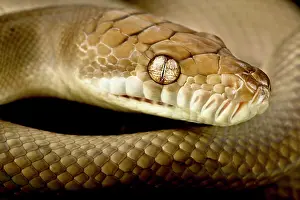 Python: Scrub python (Morelia amethistina), on black background