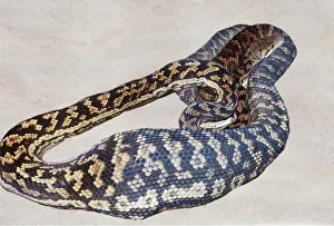 Swallowing: Scrub Python - after swallowing a Wallaby