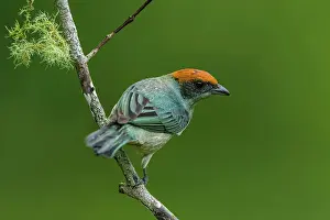 Choco: Scrub Tanager, Las Tangaras Bird Reserve, Choco