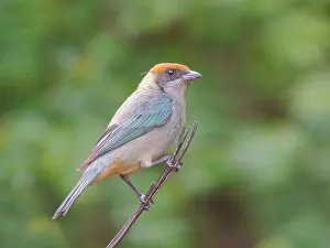 Scrub: Scrub Tanager Tangara vitriolina Ecuador BI03891