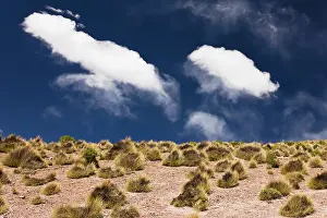 Lipez: Scrub vegetation under clouds of the Altiplano of the Sud Li