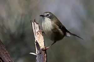 Hobart: Scrubtit - In forest on Mount Wellington - Hobart
