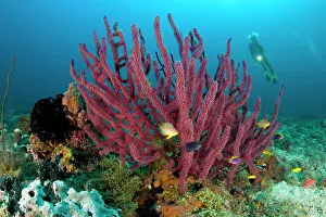 Isola: Scuba diver with arborescent gorgonia Acalycigorgia Tunang W