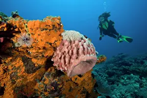 Isola: Scuba diver and barrel sponge xestospongia sp. Sunset dive s