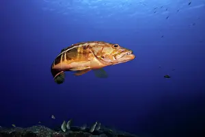 Azores: Scuba diver with blacktail comber, Serranus atricauda