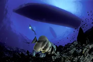 Nautical: Scuba diver under the boat and shoal of Bat fish, Platax tei