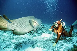 David Nance: Scuba Diver with Bumphead Wrasse