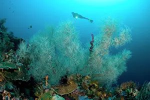 Isola: Scuba diver with bushy black coral Antipathes sp. Tunang Wa