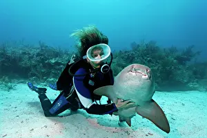 Dives: Scuba diver caressing the underside of a Nurse Shark