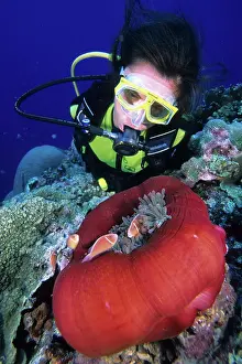 Anemonefish: Scuba diver and couple of pink anemonefish in a closed anemo