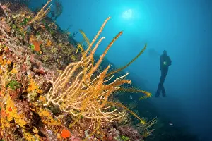 Campania: Scuba diver and crinoid, Antedon Mediterranea on a yellow go