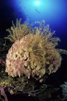 Silhuettes: Scuba diver with crinoid on barrel sponge, Xestospongia test