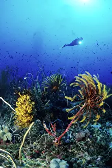 Silhuettes: Scuba diver and crinoid or feather star, Walindi, West New B