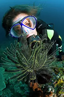 Isola: Scuba diver with crinoids Oxycomanthus bennetti Tunang Wall