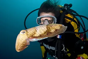 Madere: Scuba diver with cuttlefish - Madeira Island Portugal Atlant