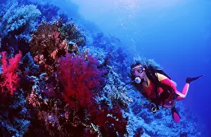 Corals: SCUBA DIVER - diving beside reef