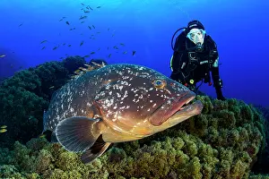 Marginatus: Scuba diver with Dusky grouper, Epinephelus marginatus