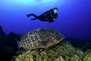 Marginatus: Scuba diver with Dusky grouper, Epinephelus marginatus
