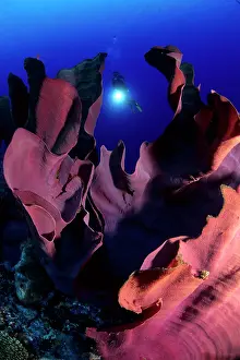 Silhuettes: Scuba diver and Elephant ear sponge, Ianthella basta, Walind