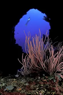 Silhuettes: Scuba diver entering a cave with red sea whips, Ellisella sp