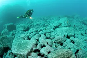 Dives: scuba diver exploring the rocky bottom Madeira Island Portug