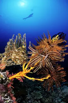 Silhuettes: Scuba diver and featherstar on the reef, Comantheria briareu
