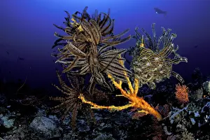 Echinoderms: Scuba diver and featherstar on the reef, Comantheria briareu