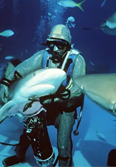 Sharks: Scuba Diver feeding Caribbean Reef Sharks