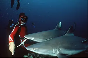 Shark: Scuba Diver feeding Grey Reef Sharks