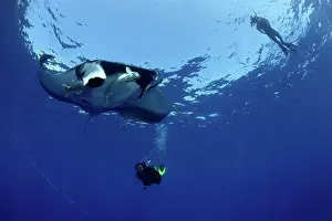Birostris: Scuba Diver free diver and Manta Ray - with Remora Suckerfis