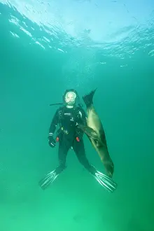 Equador: Scuba diver with Galapagos Sea Lion - Galapagos Islands UNES