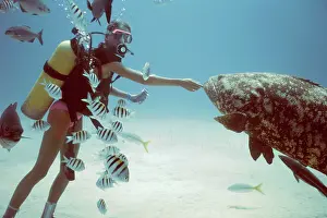 Groupers: Scuba diver - with Grouper and Zebra fish