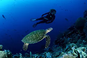 Turtles: Scuba diver and Hawksbill turtle, Eretmochelys imbricata, Cr
