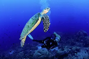 Turtles: Scuba diver and Hawksbill turtle, Eretmochelys imbricata, Cr