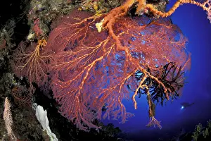 Silhuettes: Scuba diver and large seafan, Melithaea sp. West New Britai