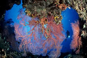 Silhuettes: Scuba diver and large seafan in a pass through, Melithaea sp