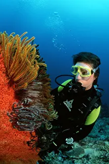 Crinoids: Scuba diver looking some featherstar on a sponge, Walindi, W